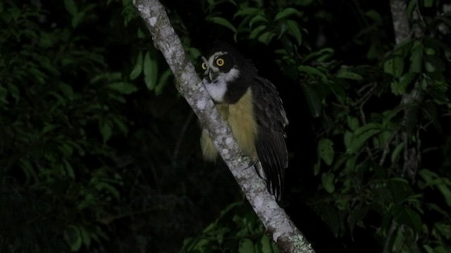 Spectacled Owl - ML474686761