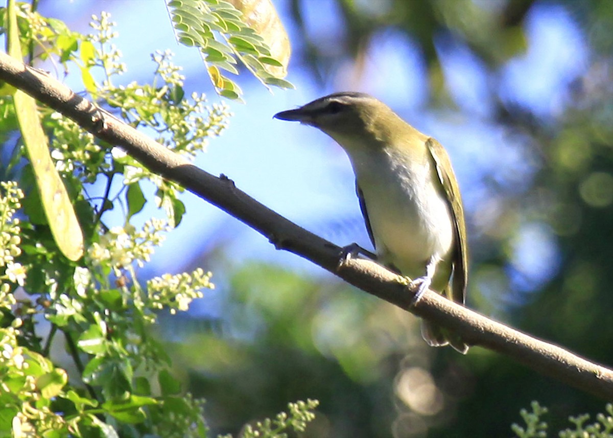 Red-eyed Vireo - ML474687421