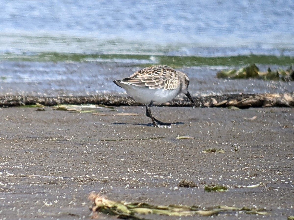 Semipalmated Sandpiper - ML474687901