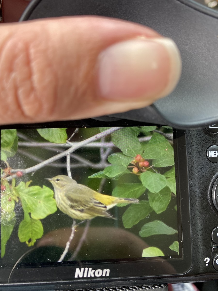 Cape May Warbler - ML474688071