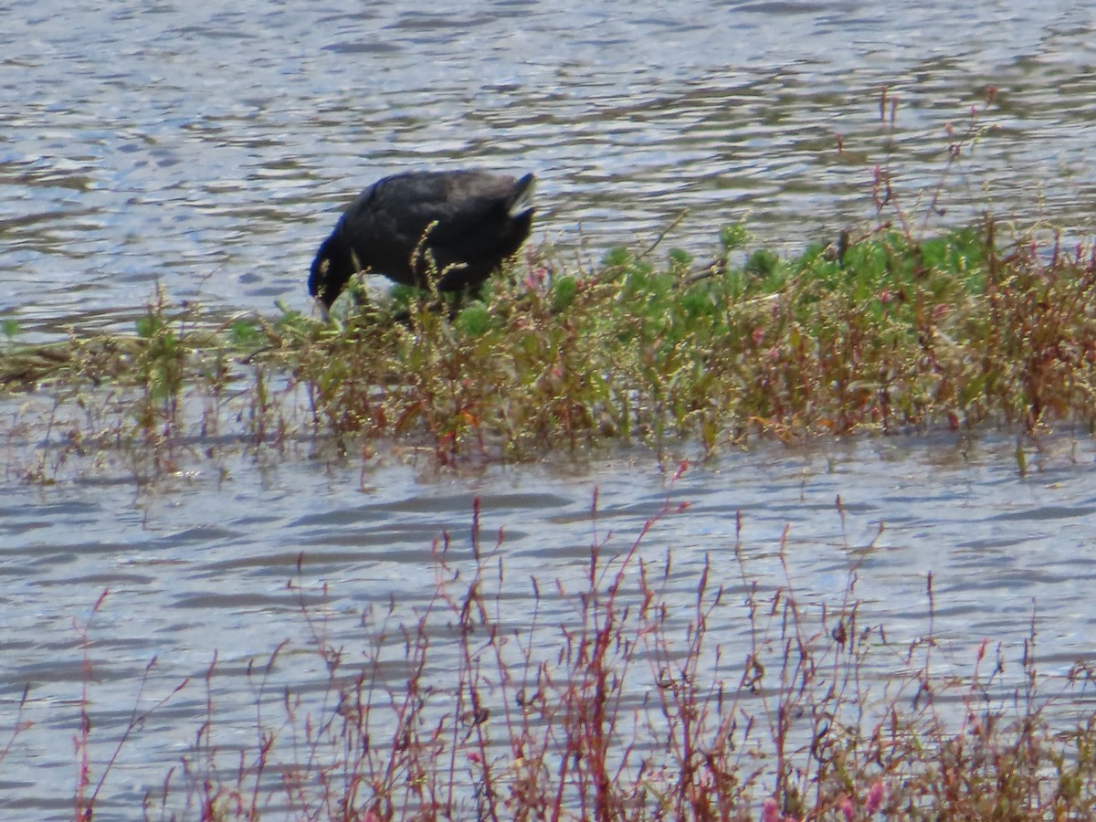 American Coot - Luis Suarez