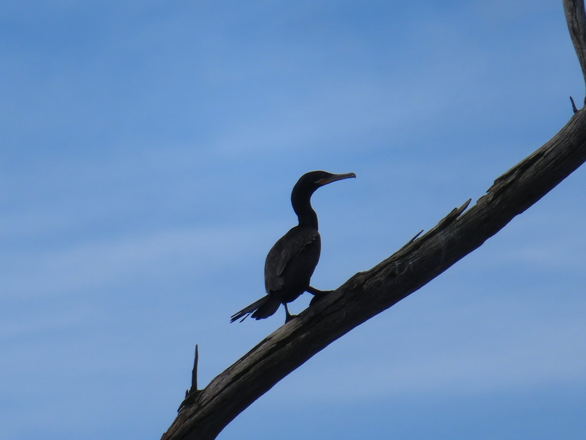 Neotropic Cormorant - Luis Suarez