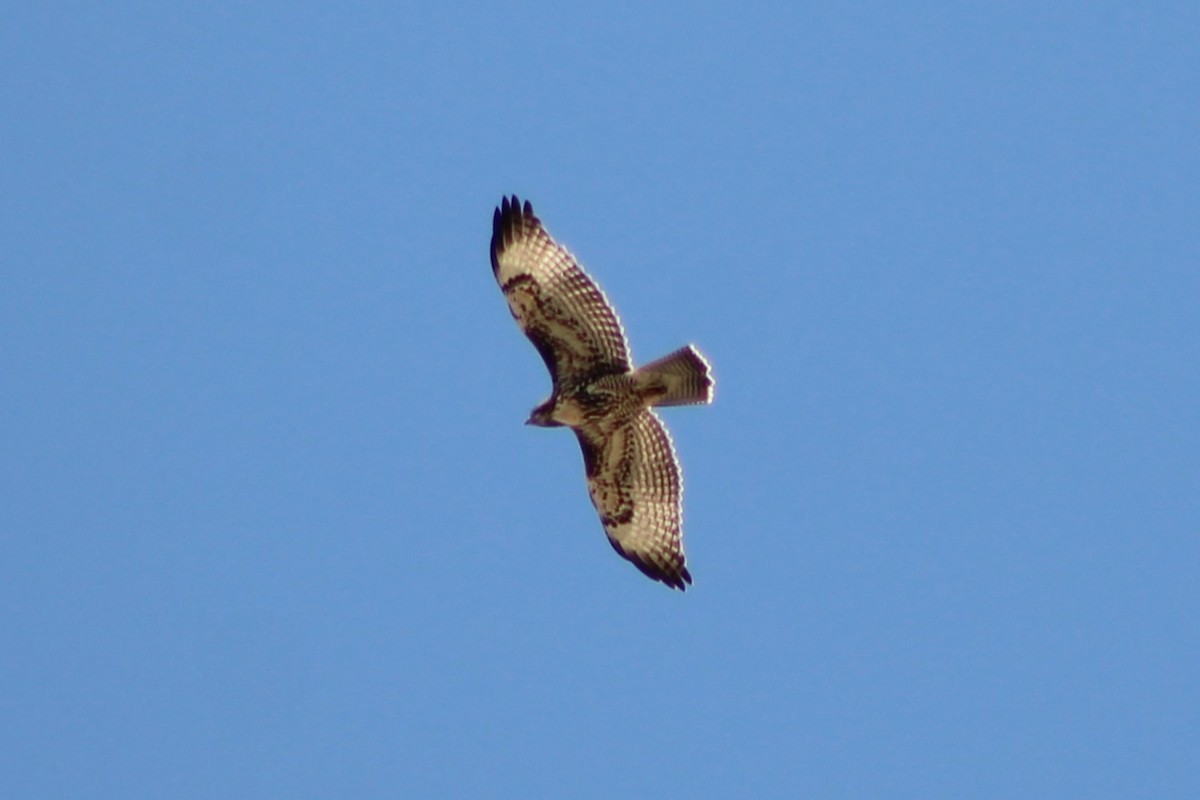 Red-tailed Hawk (calurus/alascensis) - ML474689201