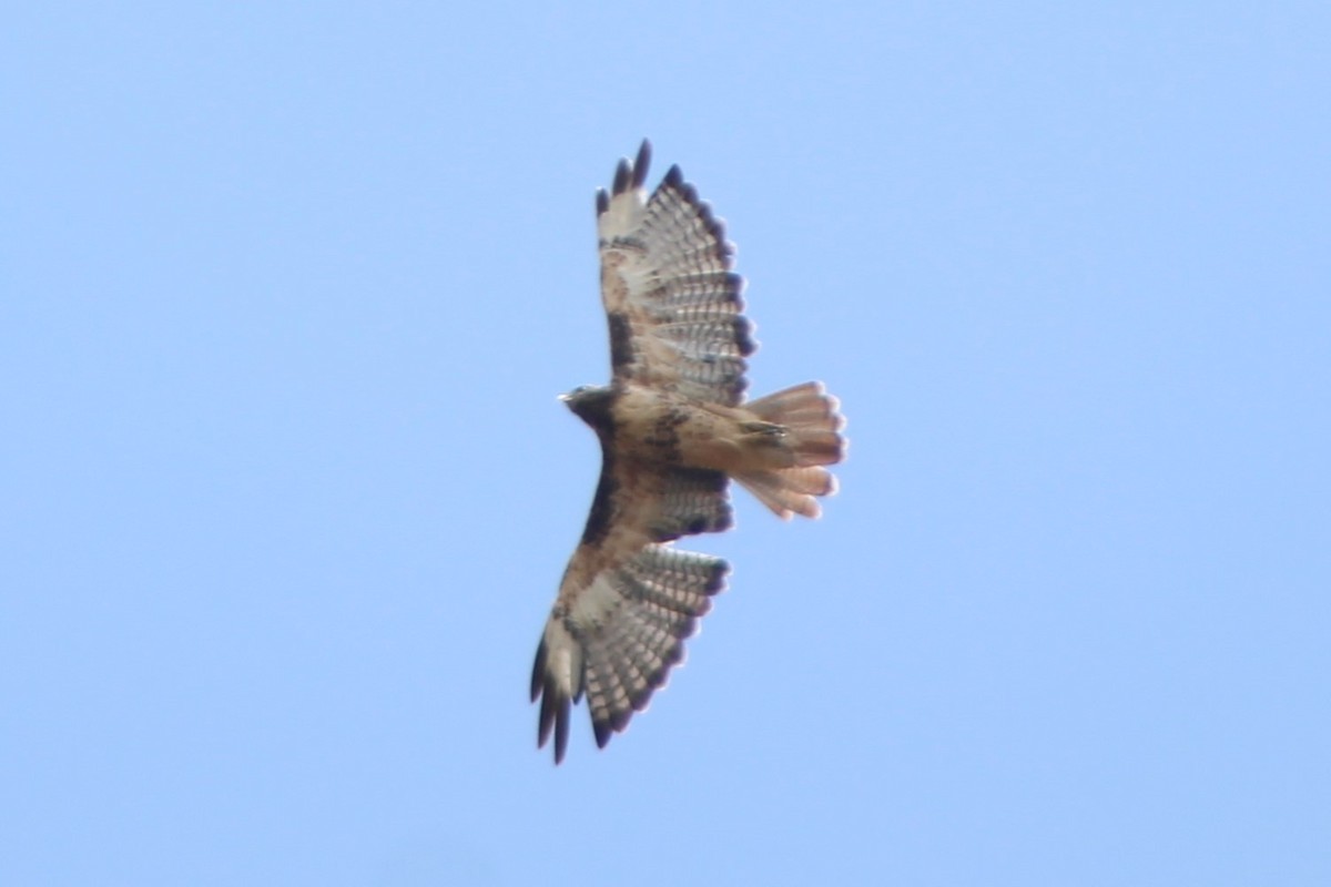 Red-tailed Hawk (calurus/alascensis) - ML474689211