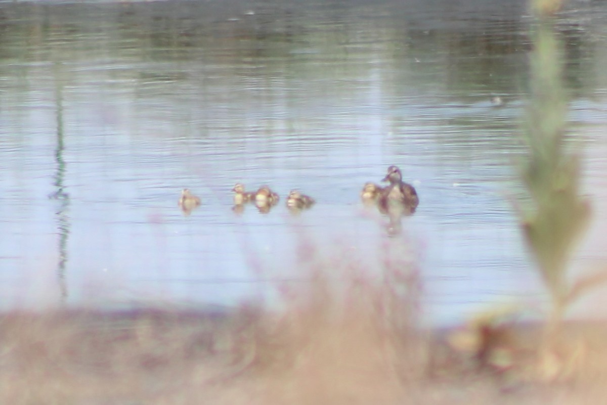 Бор нугас - ML474689261