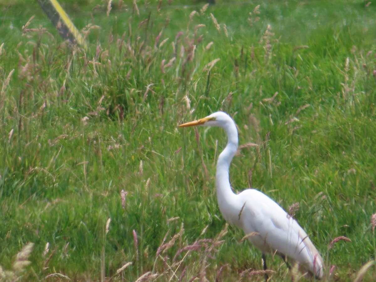 Great Egret - Luis Suarez