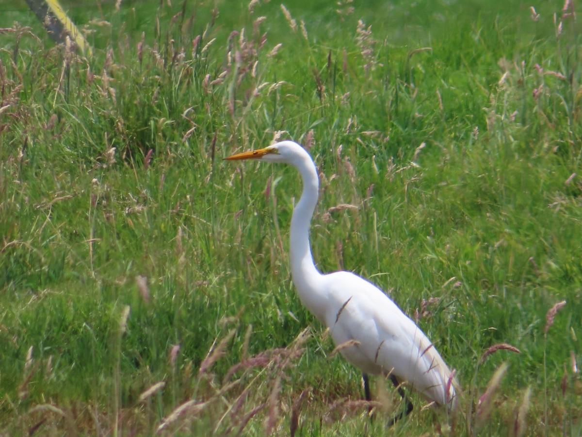 Great Egret - Luis Suarez