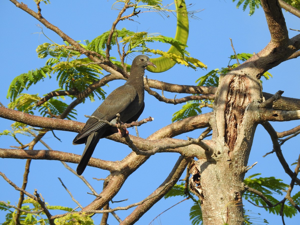 White-crowned Pigeon - ML474689441