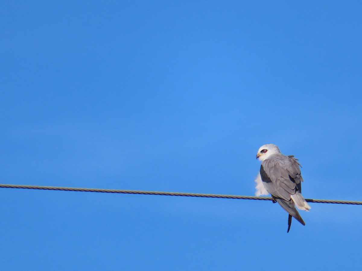 White-tailed Kite - ML474689481