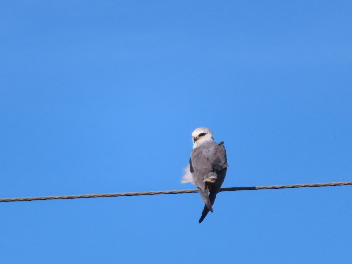 White-tailed Kite - ML474689531