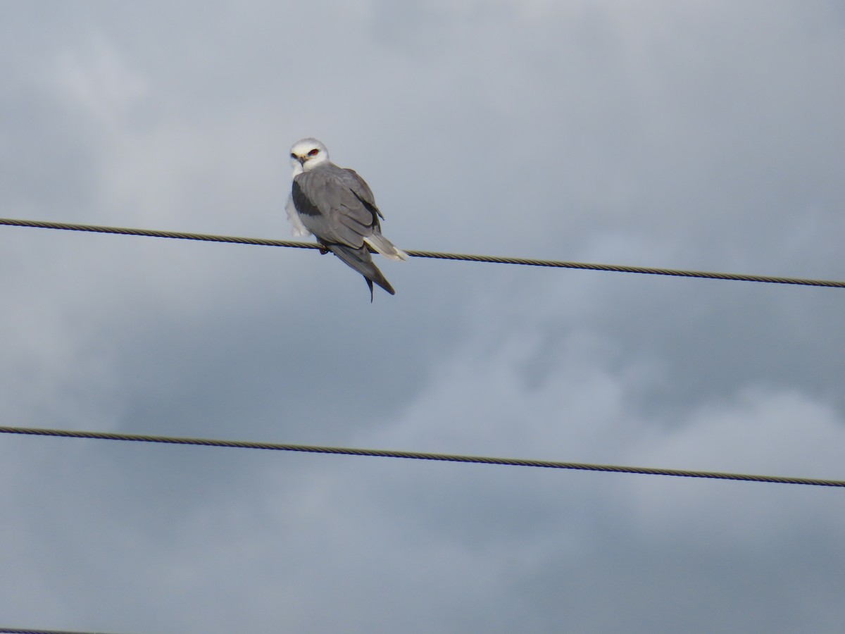 White-tailed Kite - Luis Suarez