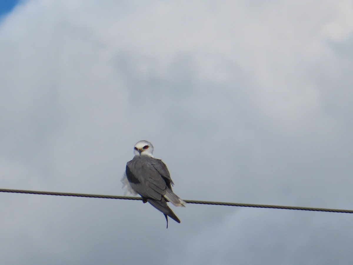 White-tailed Kite - Luis Suarez