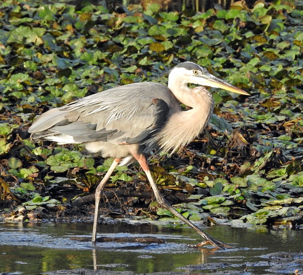 Great Blue Heron - Aimee LaBarr