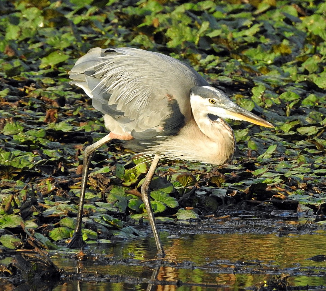 Great Blue Heron - Aimee LaBarr