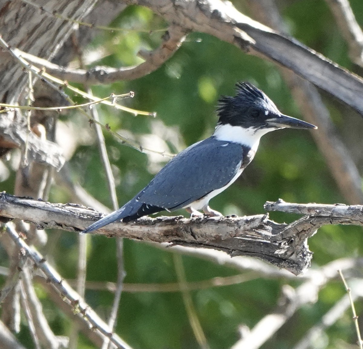 Belted Kingfisher - ML474689641