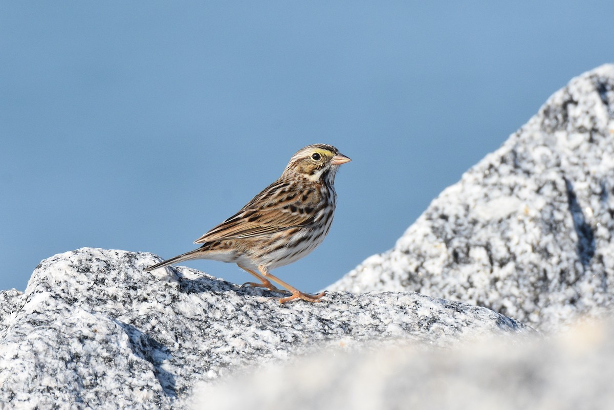 Savannah Sparrow - ML47469041