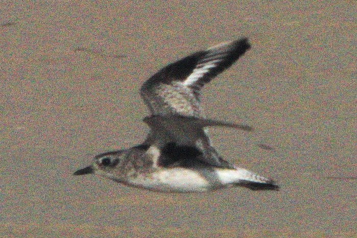 Black-bellied Plover - ML474690521