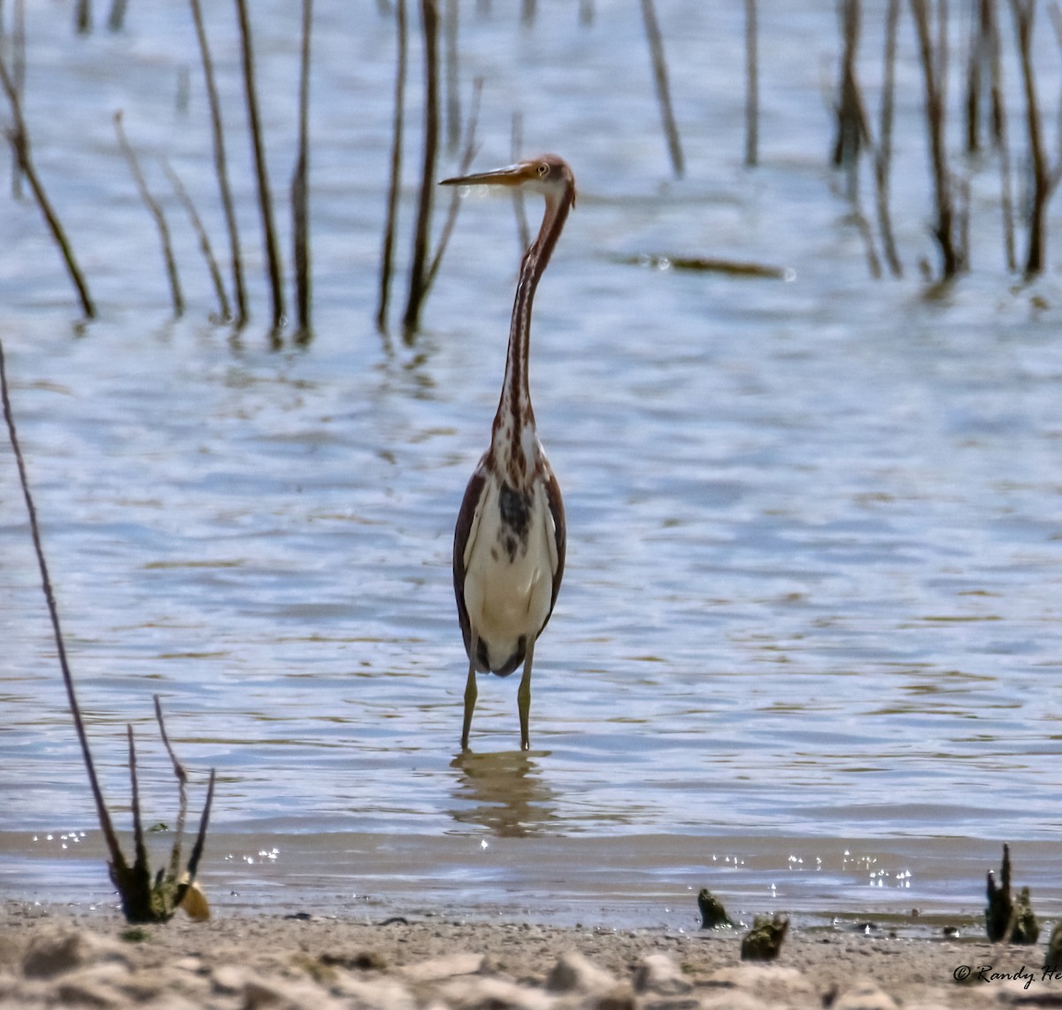 Tricolored Heron - Randy Hesford