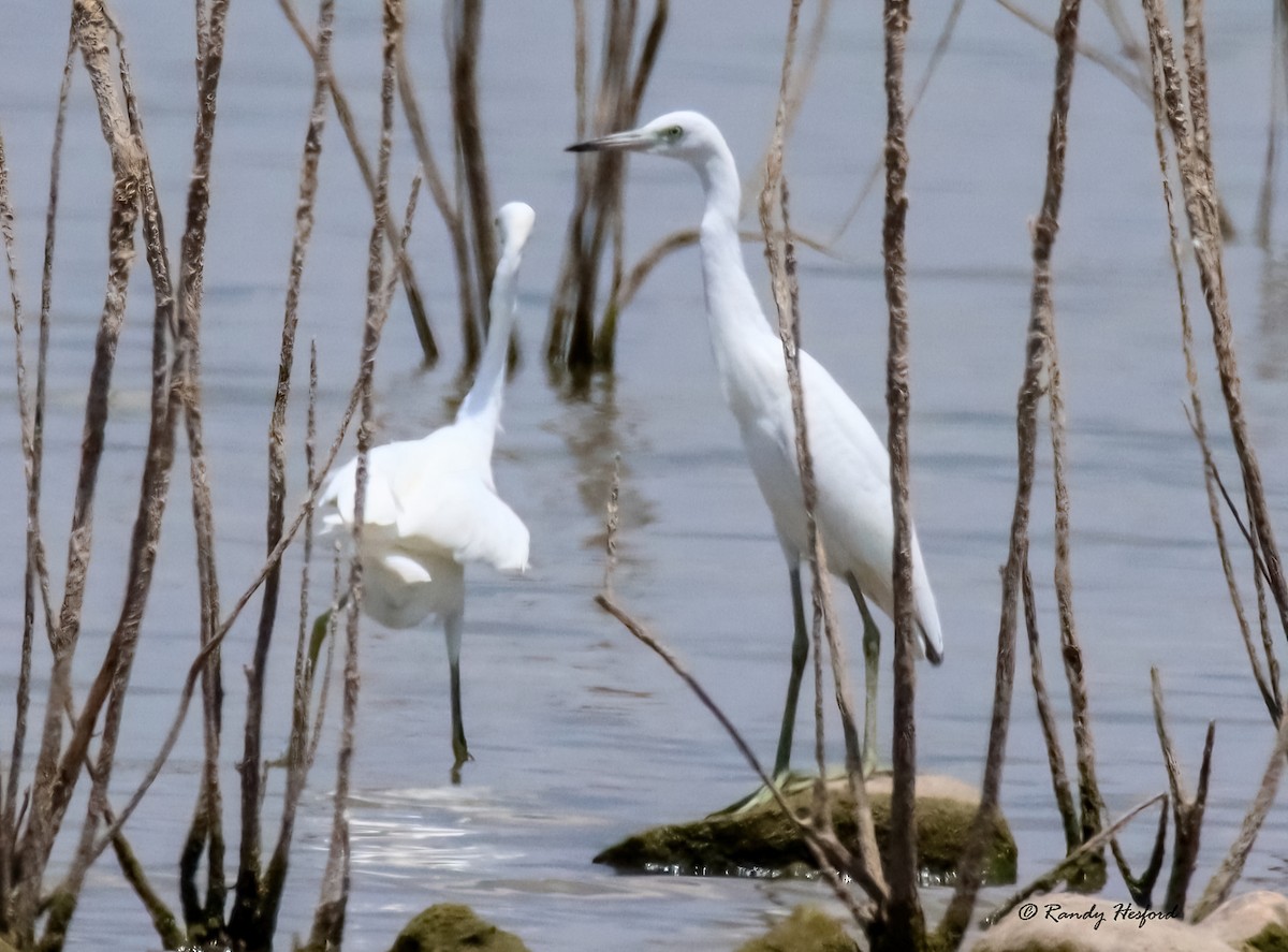 Little Blue Heron - ML474691001