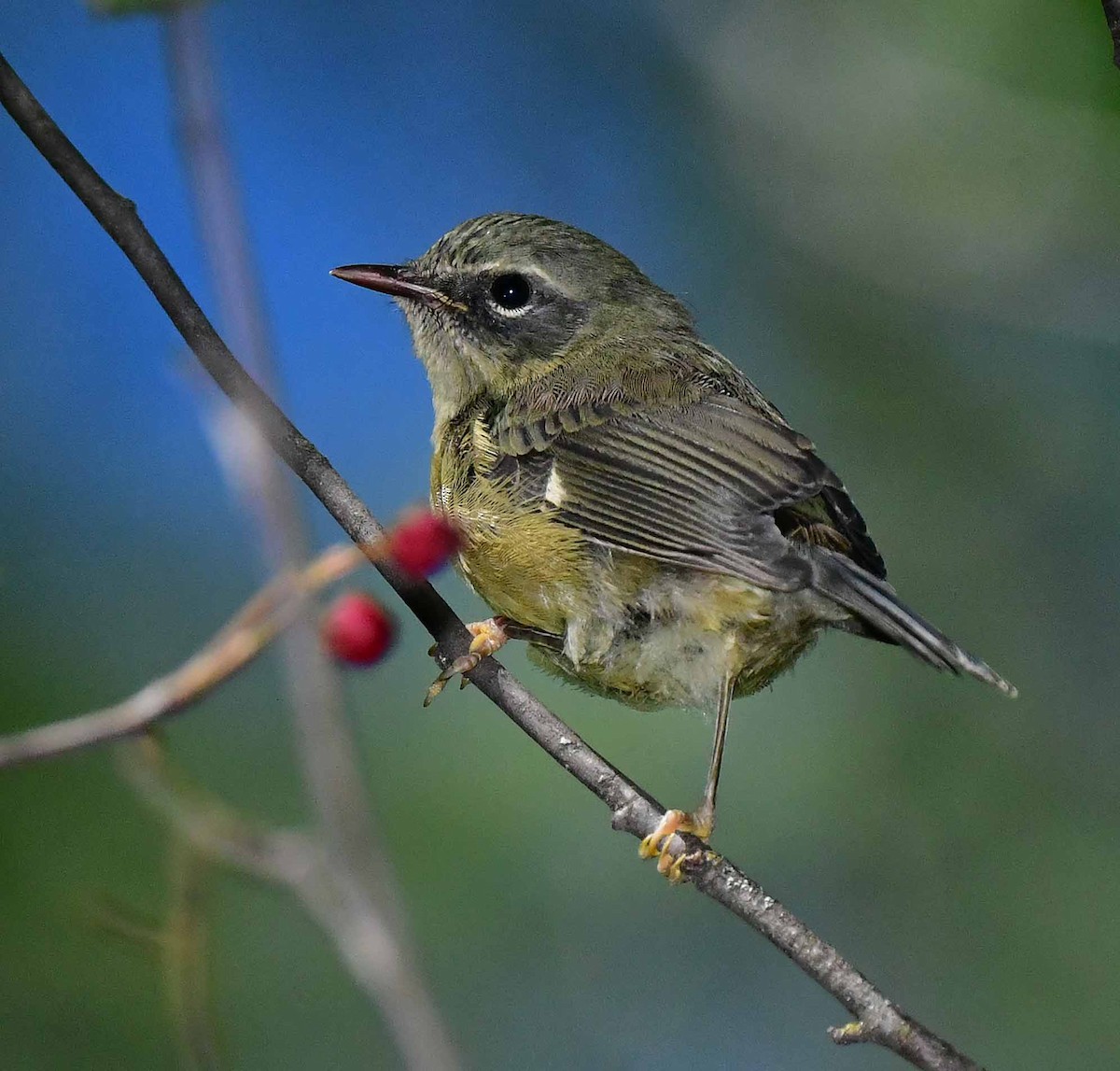 Black-throated Blue Warbler - ML474691081