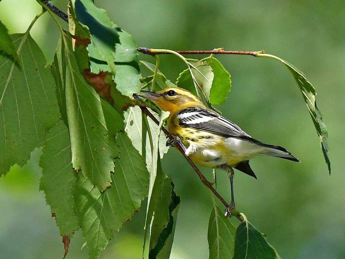 hemlokkparula - ML474691201