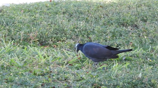 Pigeon à couronne blanche - ML474691301