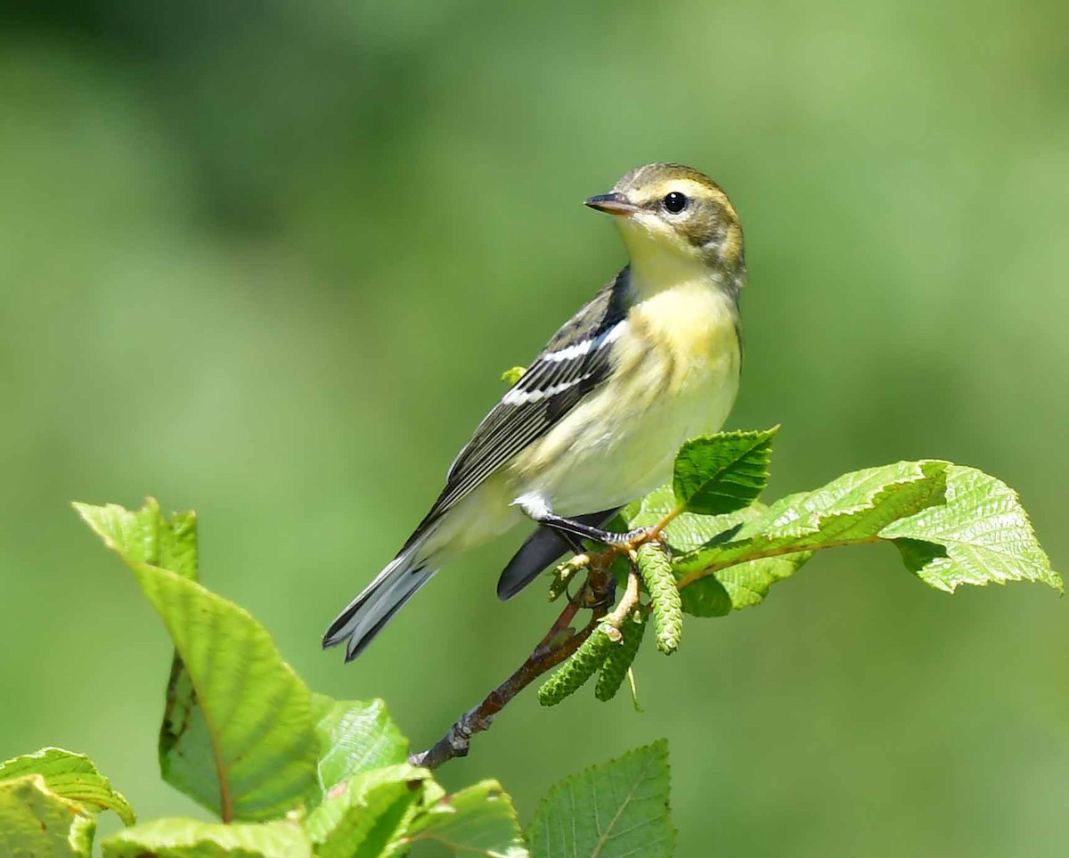 hemlokkparula - ML474691901