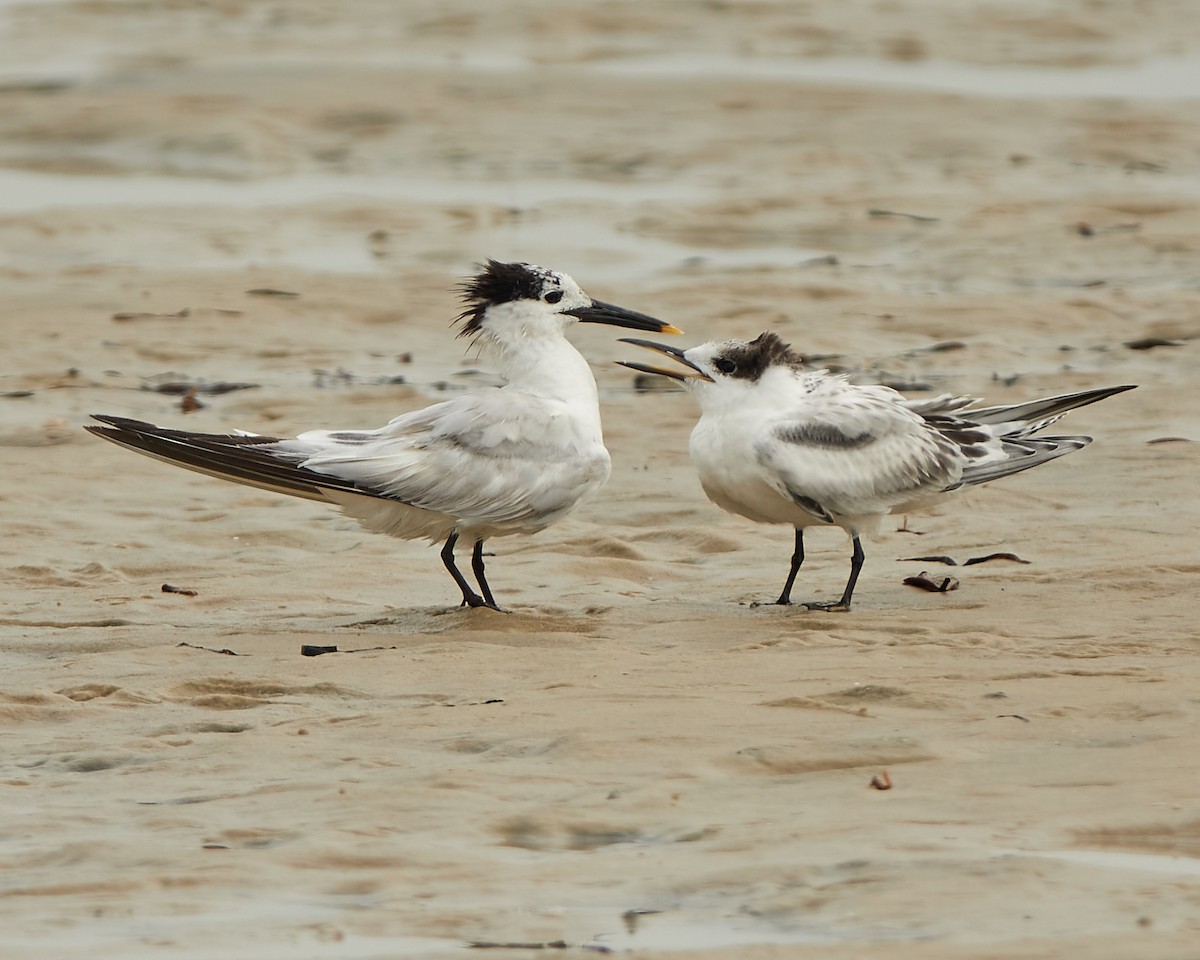 Sandwich Tern - ML474692481