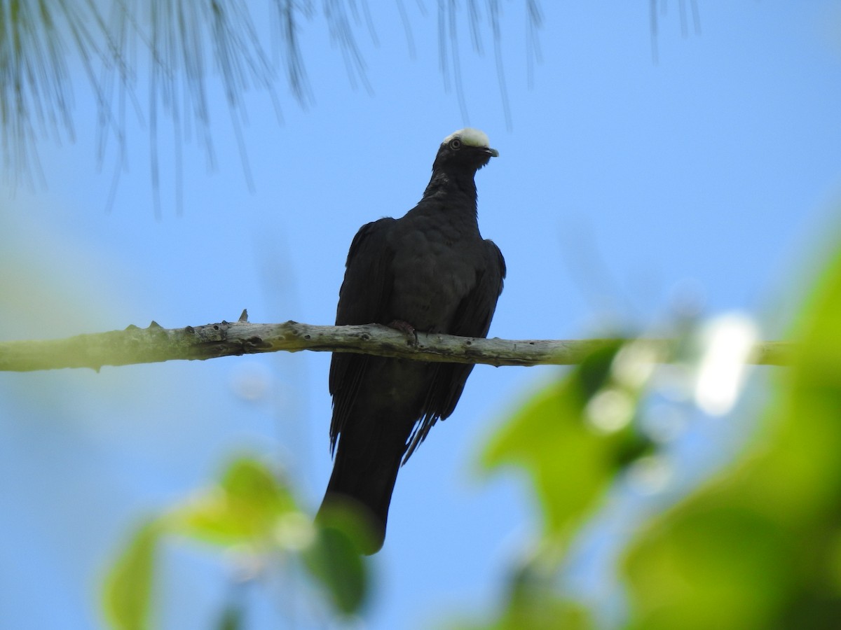 White-crowned Pigeon - ML474693731