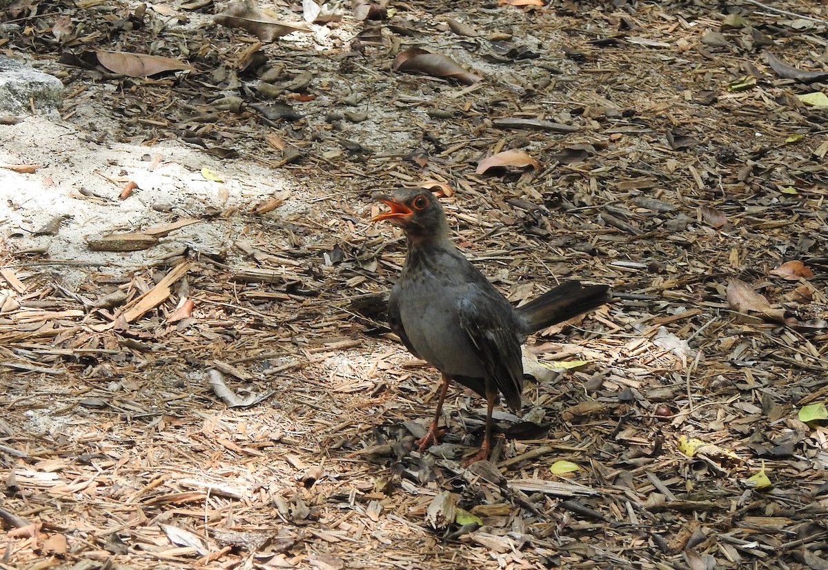 Red-legged Thrush - ML474693941