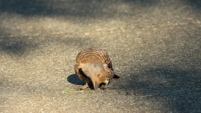 Northern Flicker (Red-shafted) - ML474694031