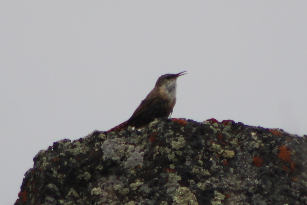 Canyon Wren - ML474694141