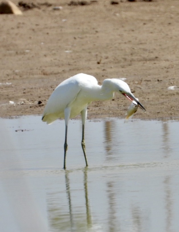 Little Blue Heron - ML474694611