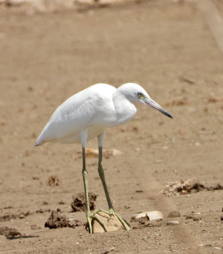 Little Blue Heron - ML474694631