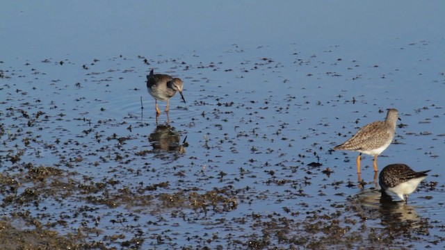 Lesser Yellowlegs - ML474695