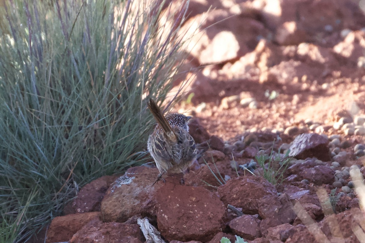 Short-tailed Grasswren - ML474695001