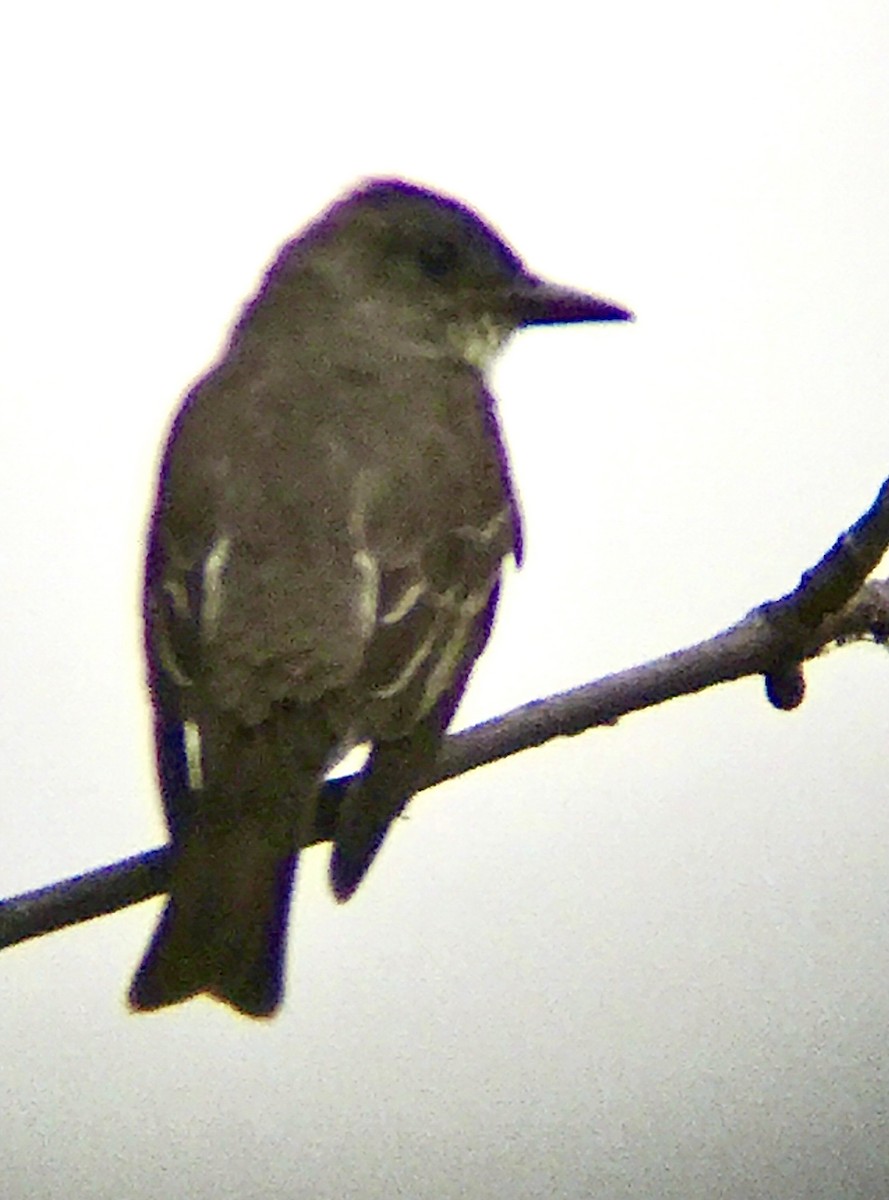 Olive-sided Flycatcher - ML474695221