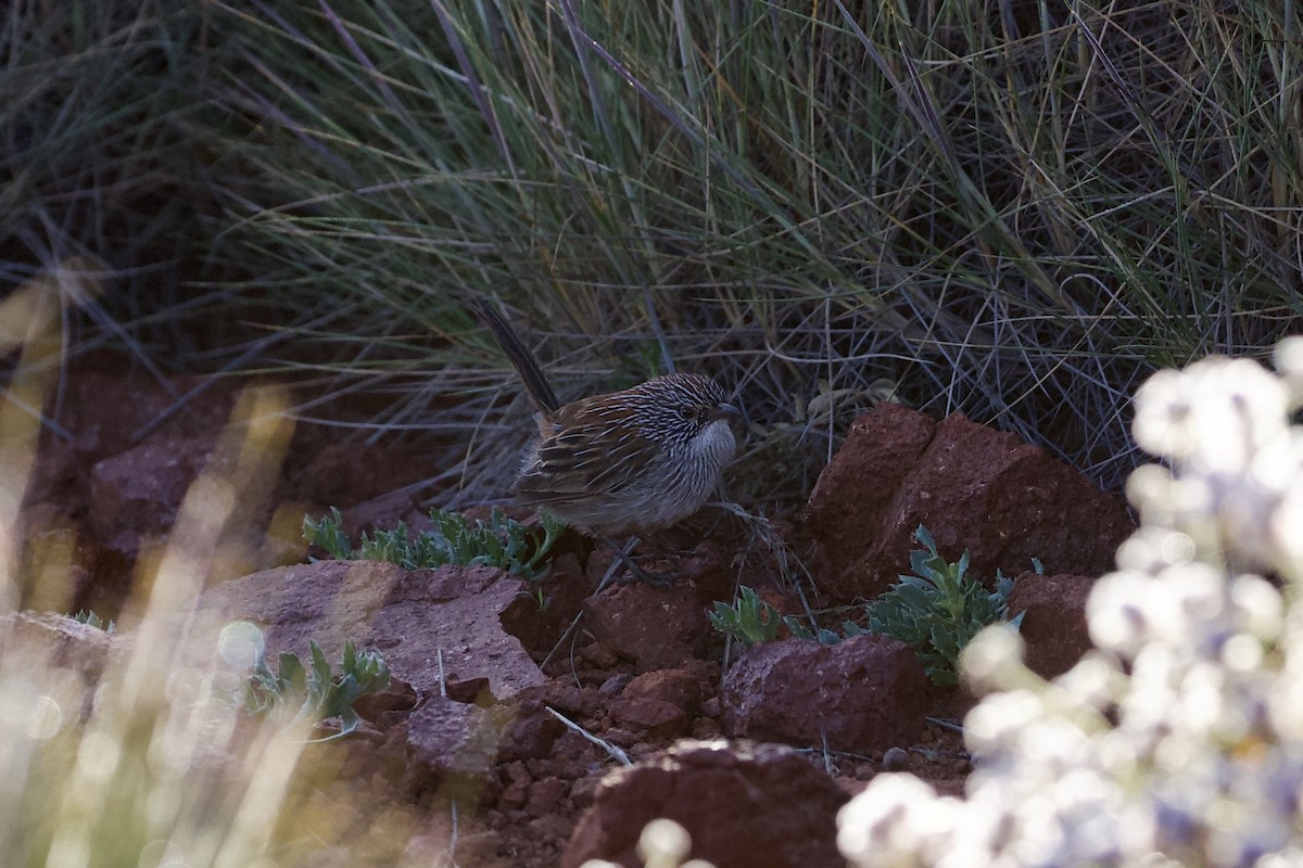 Short-tailed Grasswren - ML474695381