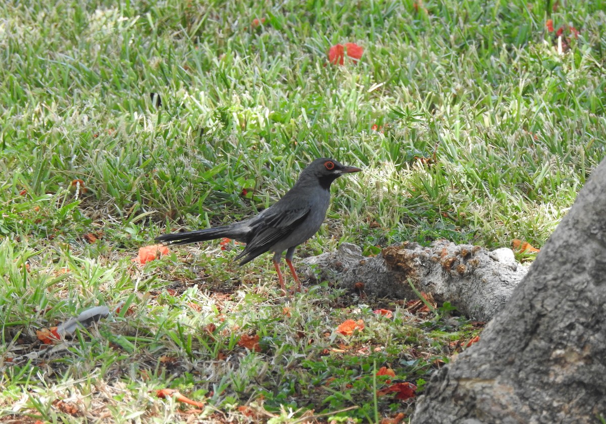 Red-legged Thrush - ML474697131