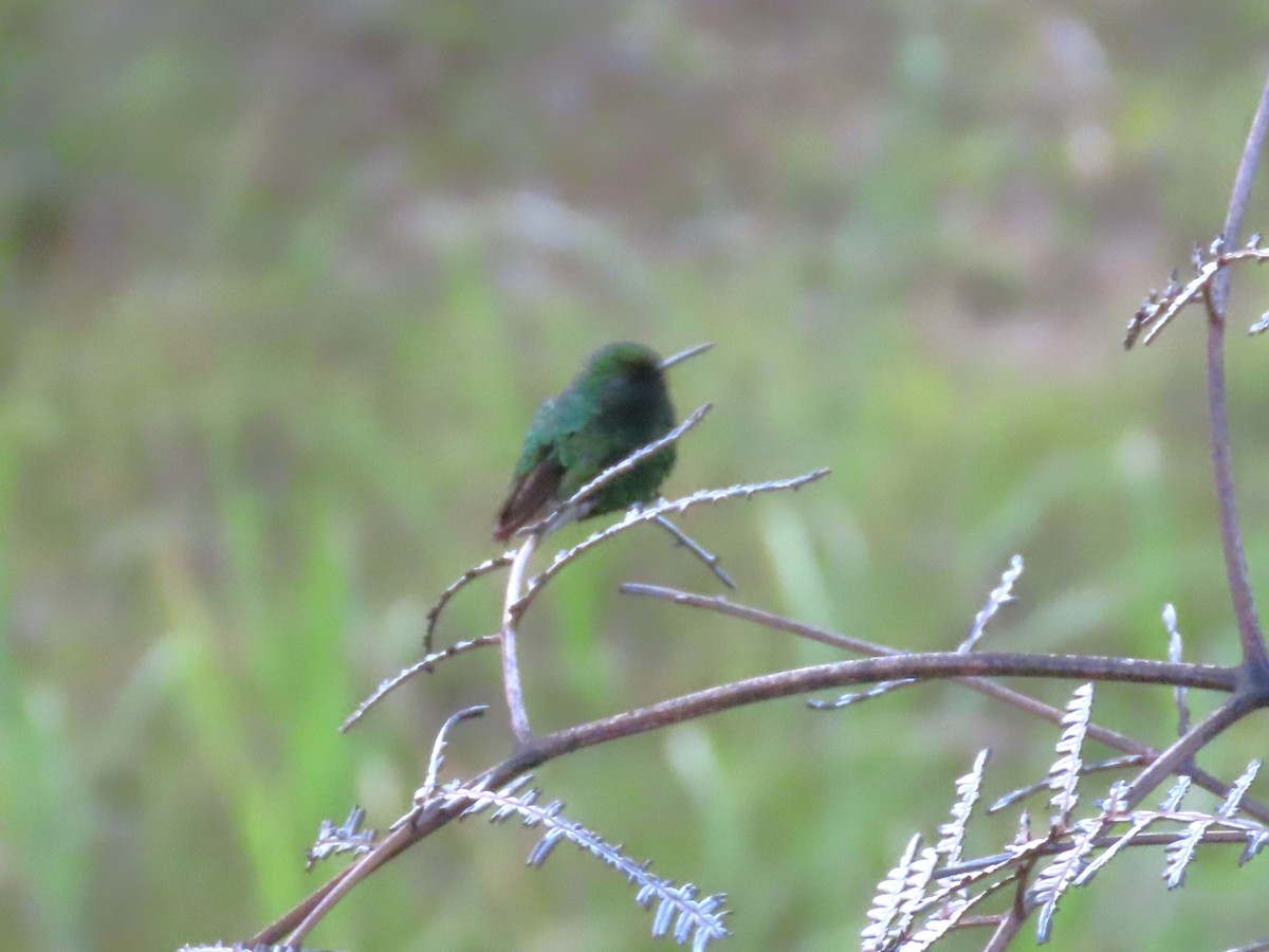 Green-tailed Emerald - ML474697811