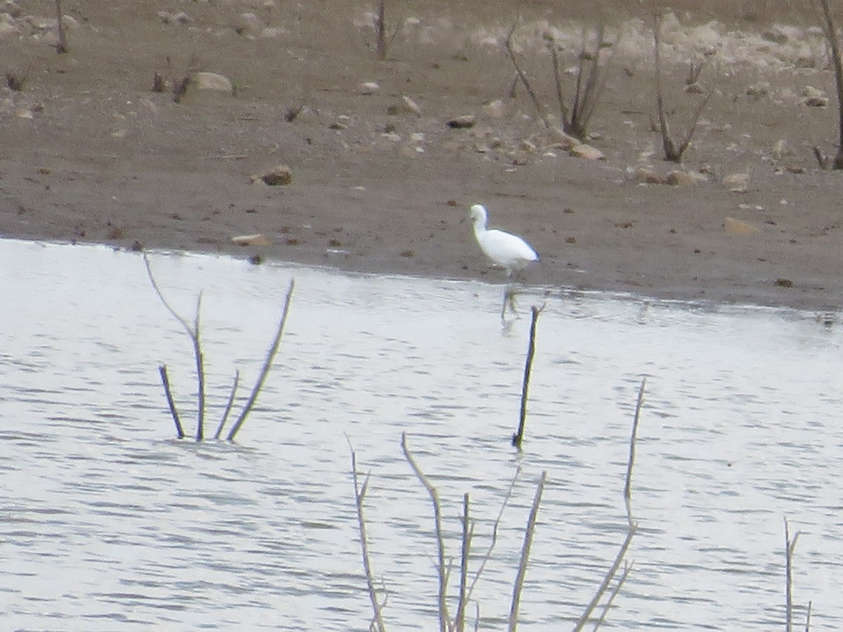 Little Blue Heron - ML474698511