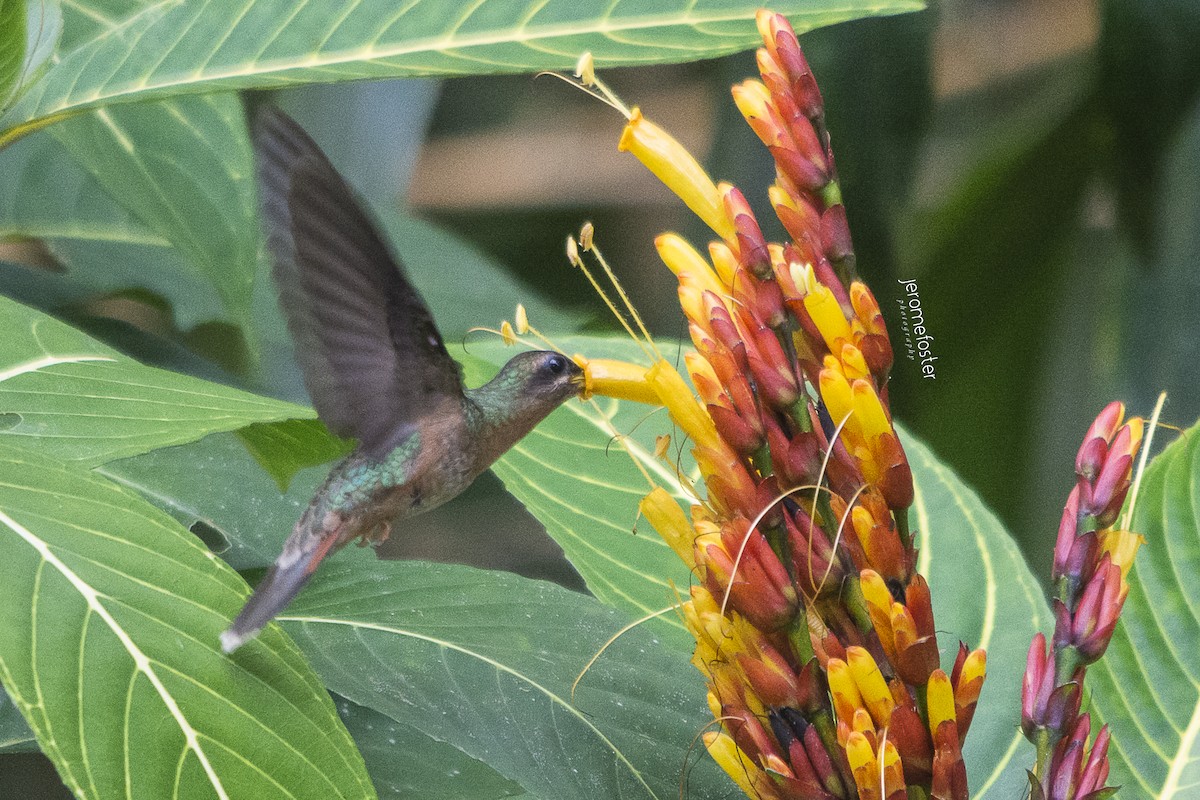 kolibřík ryšavoocasý - ML47469871