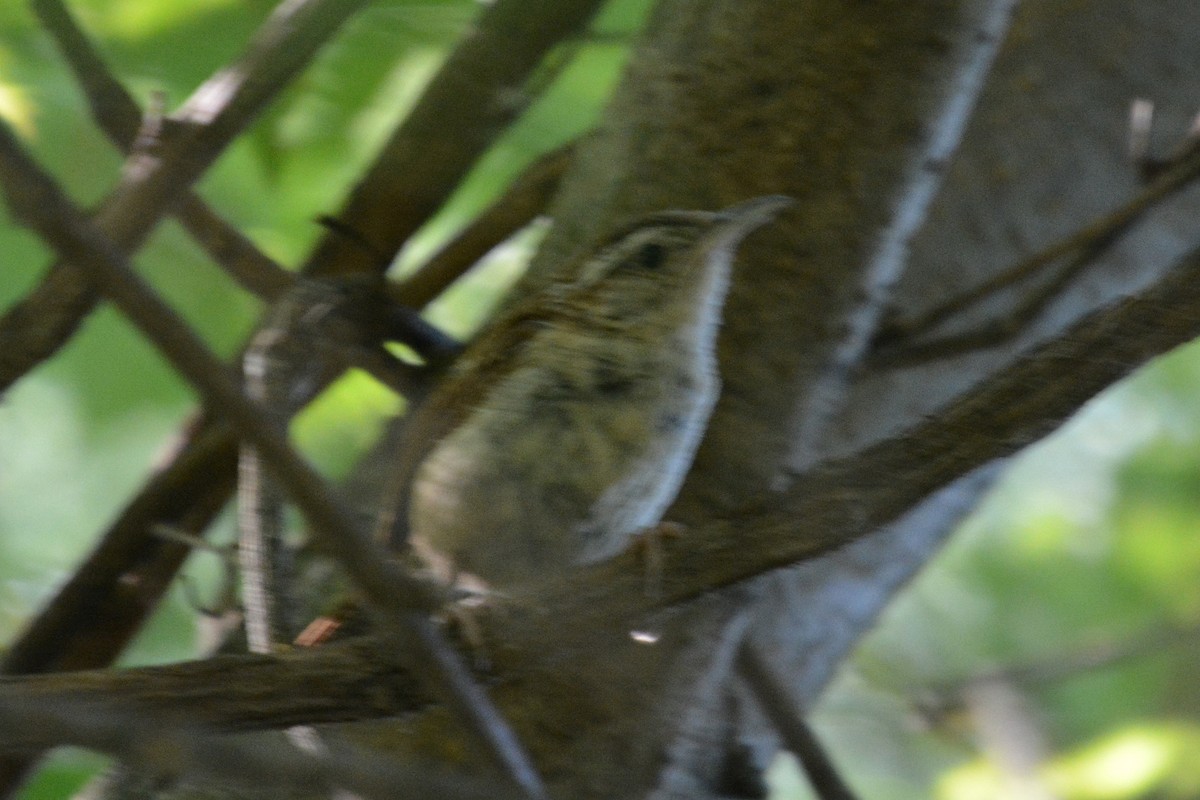 Bewick's Wren - ML474699601