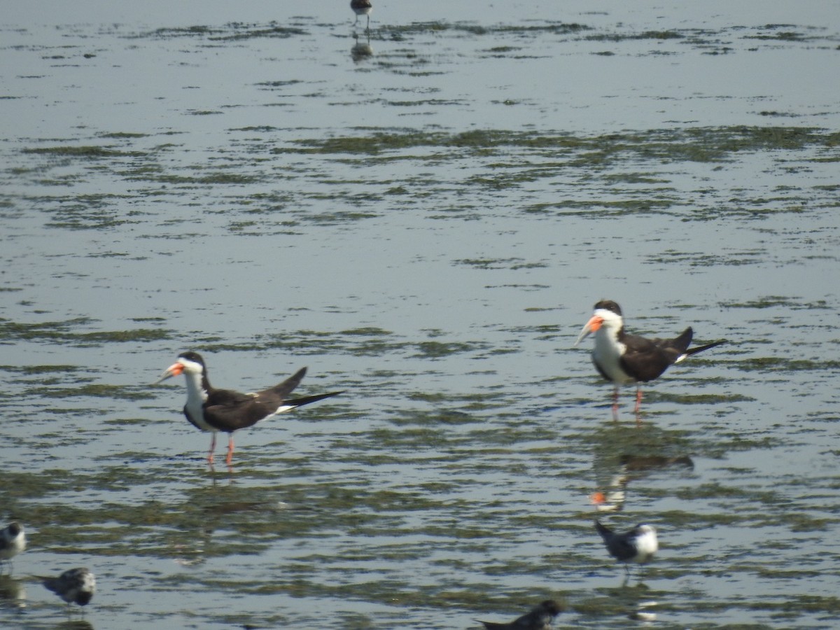 Black Skimmer - ML474700621