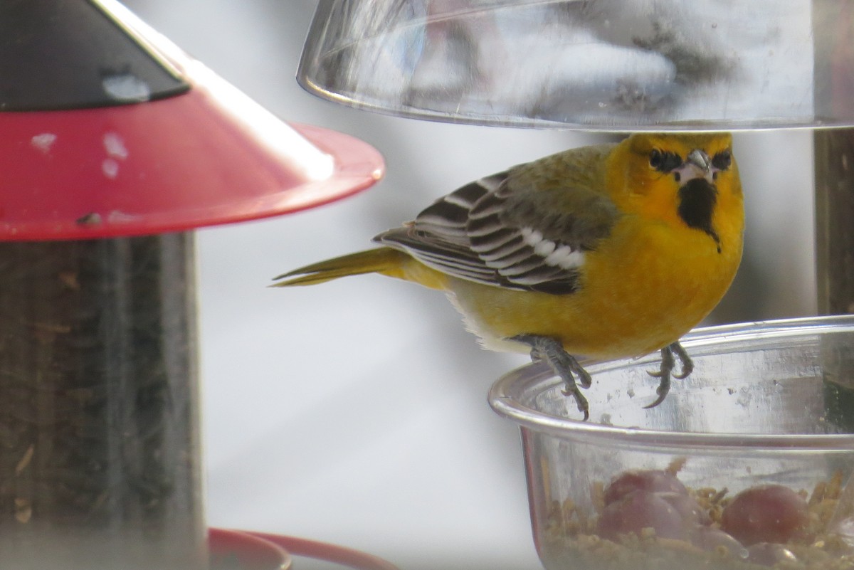 Bullock's Oriole - ML47470071