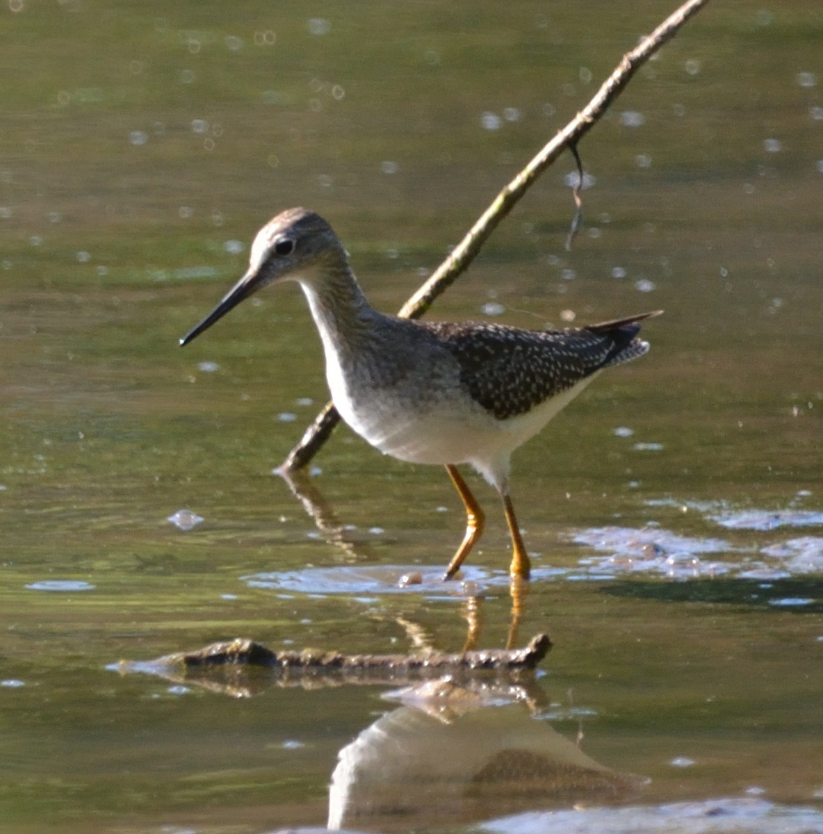 Lesser Yellowlegs - ML474700991