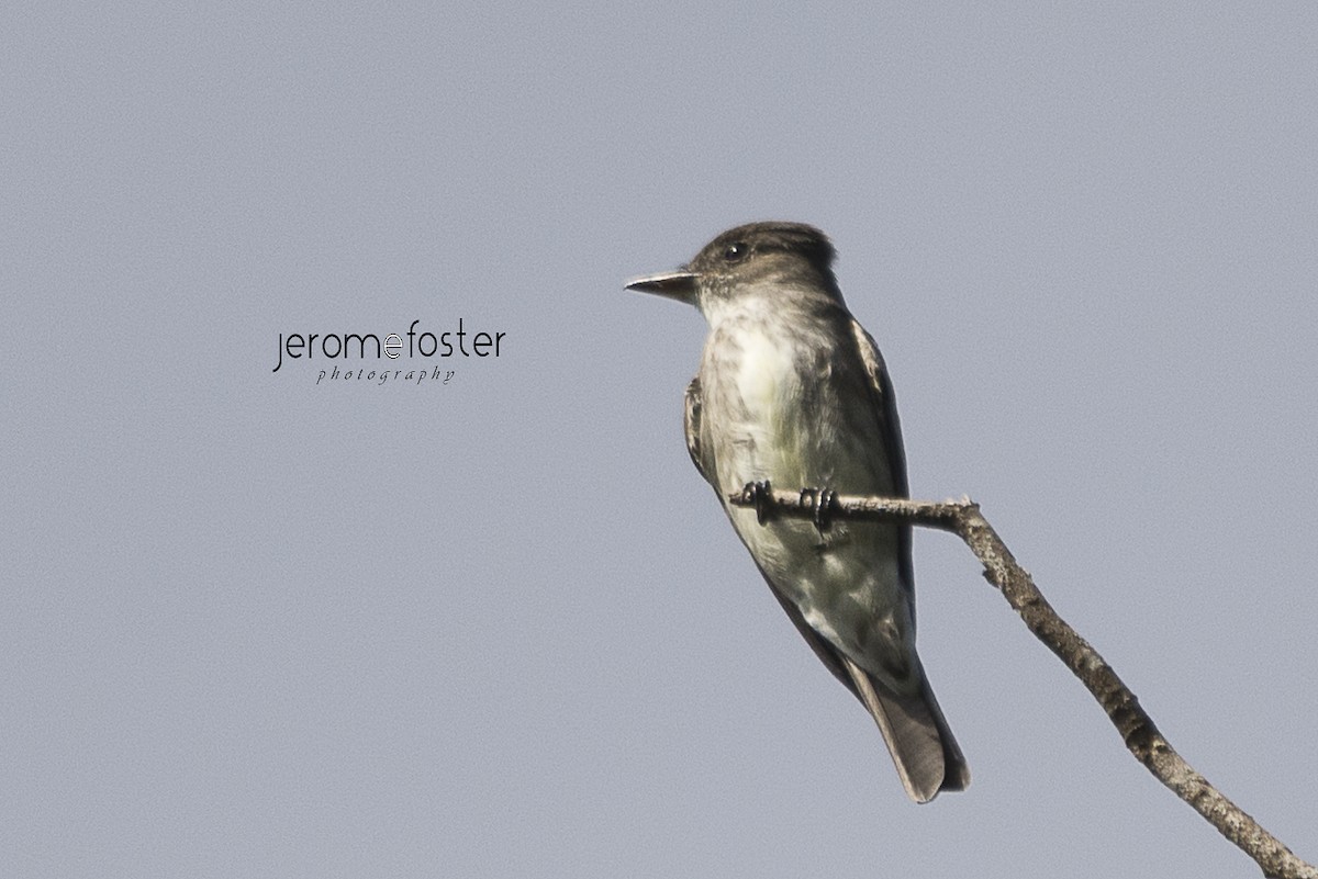 Olive-sided Flycatcher - ML47470131