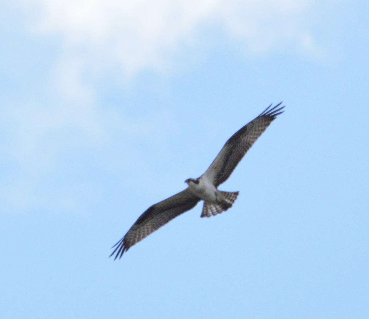 Águila Pescadora - ML474701611