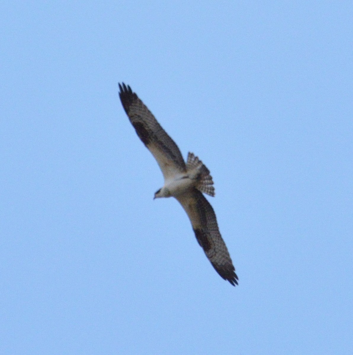 Águila Pescadora - ML474701621