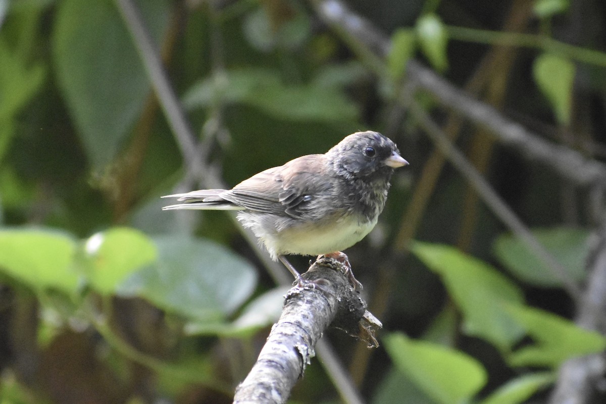 Junco ardoisé (groupe oreganus) - ML474701651